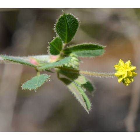 Medicago lupulina
