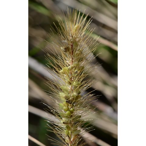 Setaria pumila