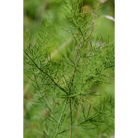 Asparagus officinalis