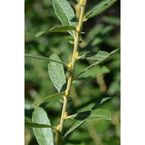 Salix humilis