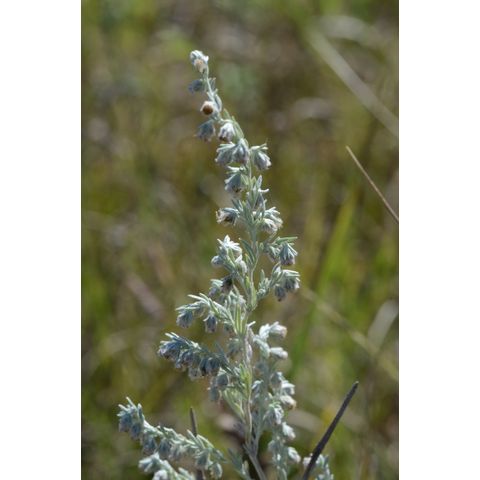 Artemisia frigida