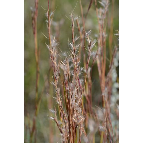 Schizachyrium scoparium