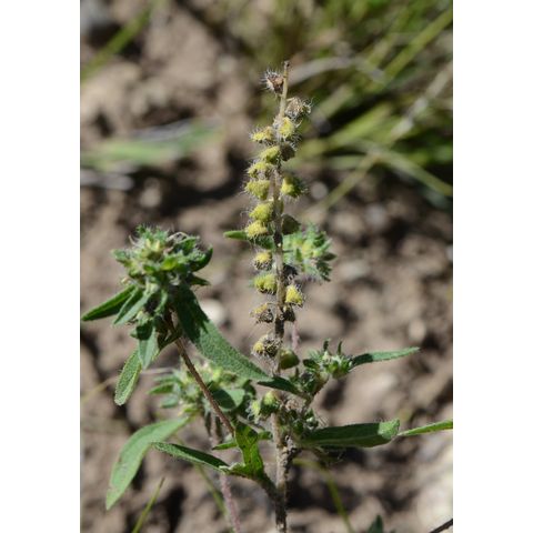 Ambrosia artemisiifolia