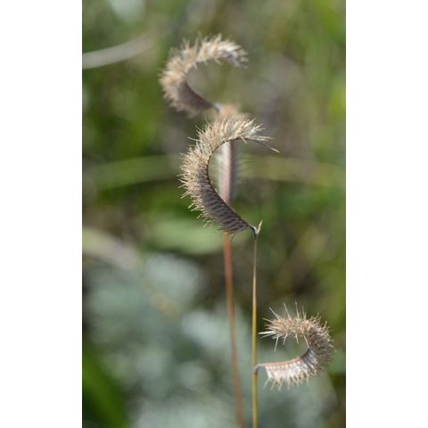 Bouteloua gracilis