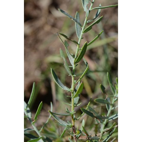 Lithospermum incisum