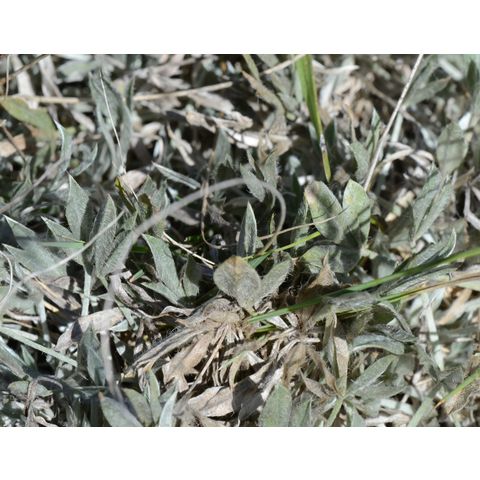 Astragalus gilviflorus