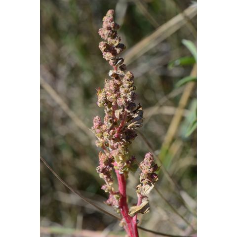 Chenopodium berlandieri