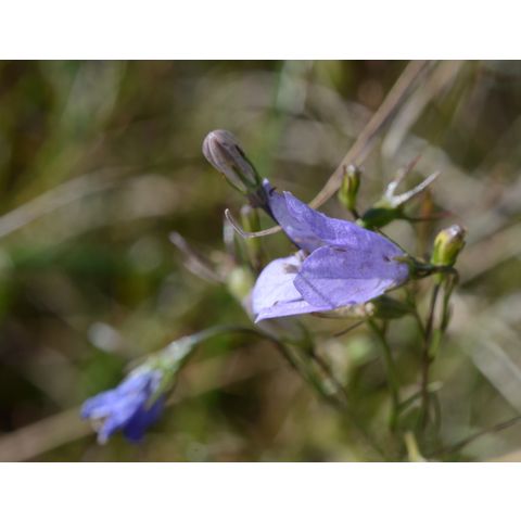 Campanula rotundifolia