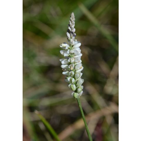 Polygala alba