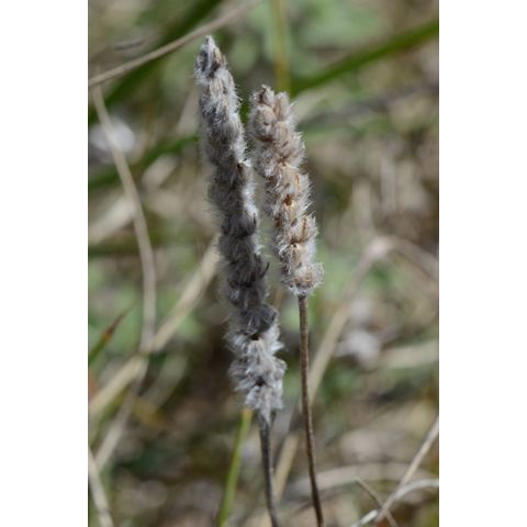 Plantago patagonica