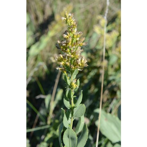 Solidago mollis