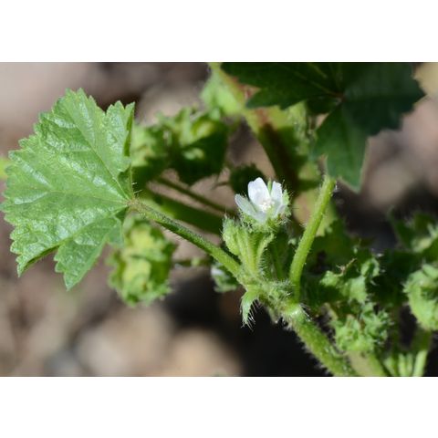 Malva pusilla