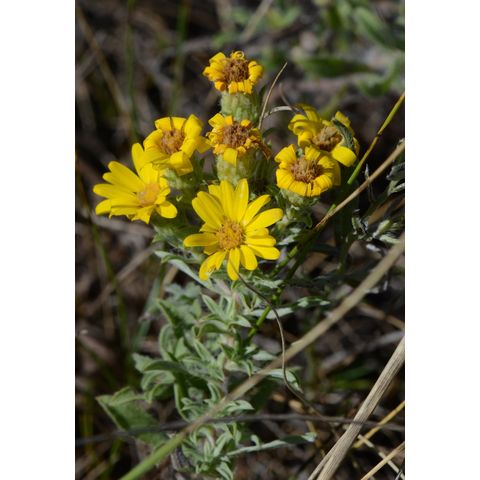 Heterotheca villosa