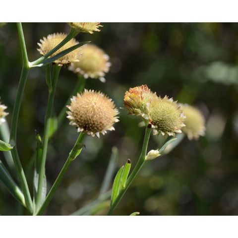 Bidens connata