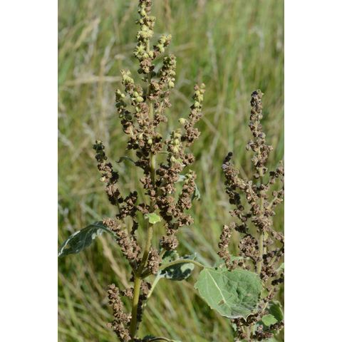 Cyclachaena xanthifolia