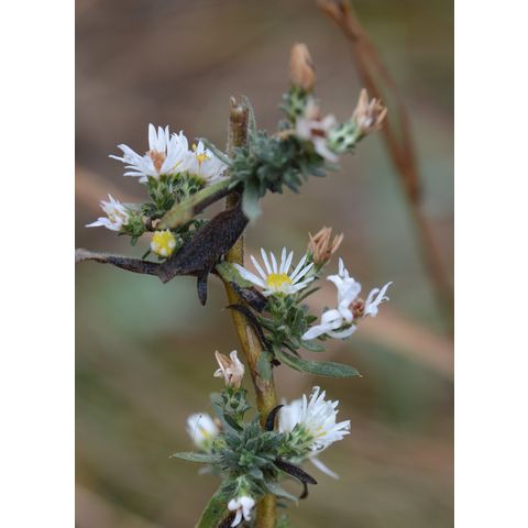 Symphyotrichum falcatum