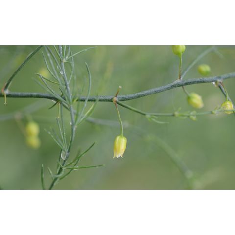 Asparagus officinalis