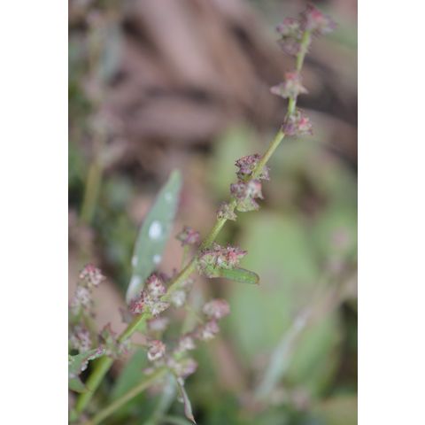 Atriplex subspicata