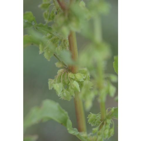 Rumex longifolius