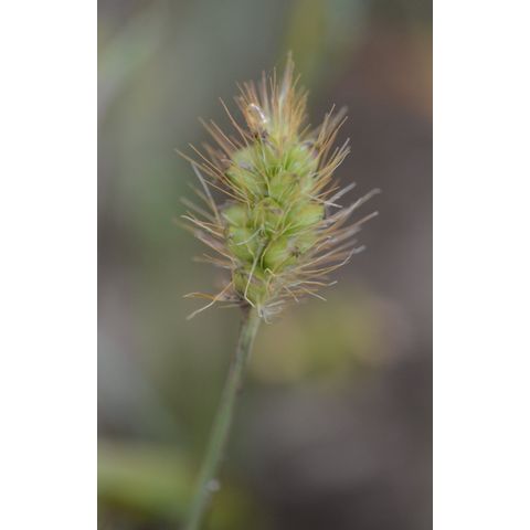 Setaria pumila