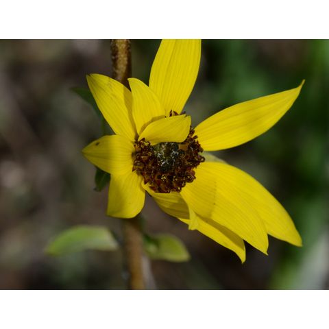Helianthus pauciflorus