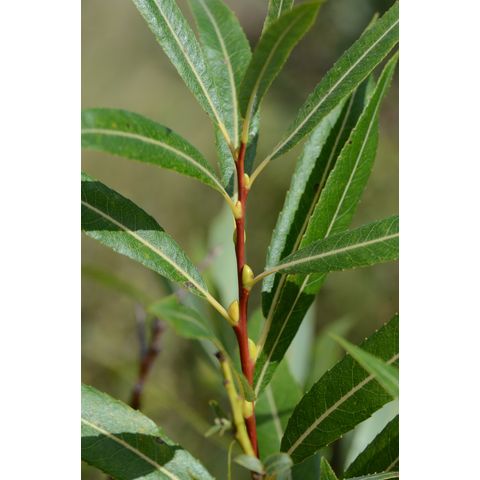 Salix petiolaris