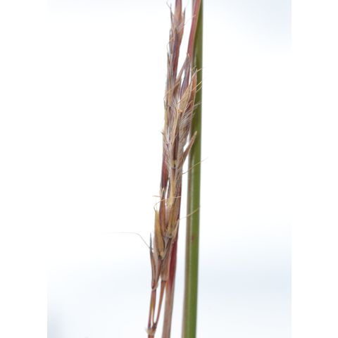 Andropogon gerardii