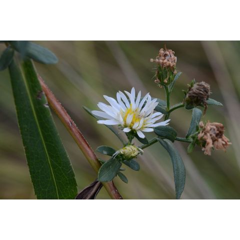 Symphyotrichum lanceolatum
