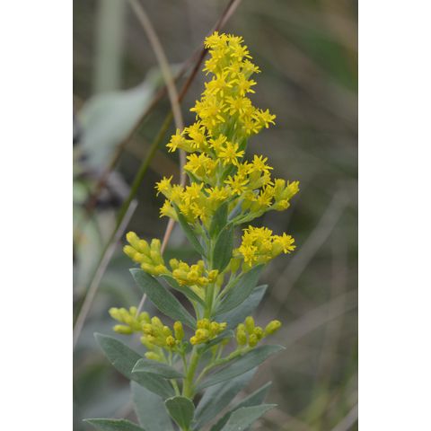 Solidago canadensis