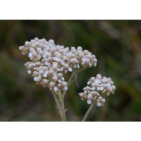 Achillea millefolium