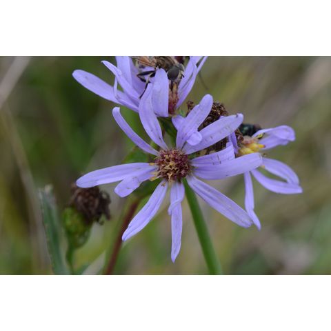 Symphyotrichum laeve