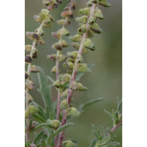 Ambrosia artemisiifolia