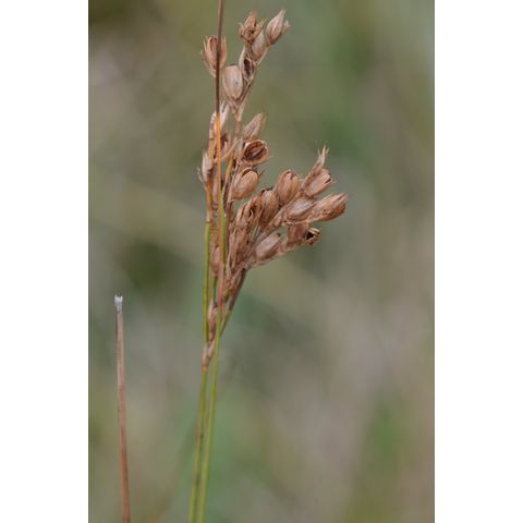 Juncus interior