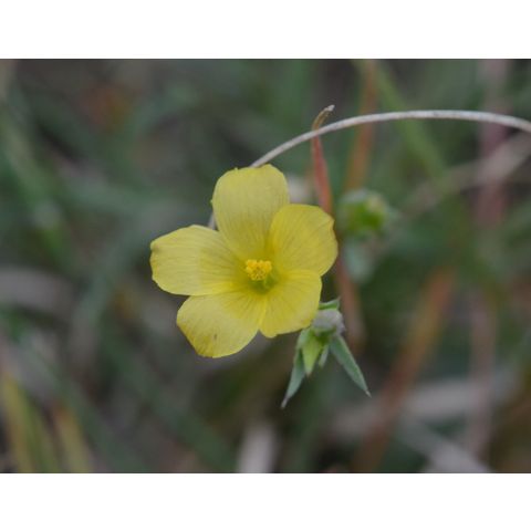 Linum rigidum