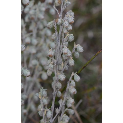 Artemisia frigida