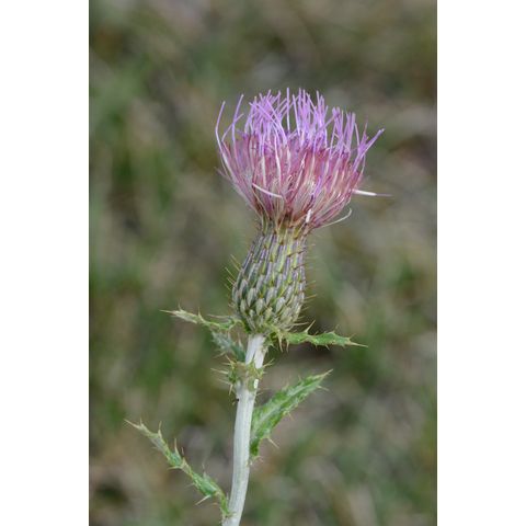 Cirsium flodmanii