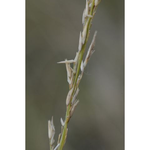 Calamovilfa longifolia