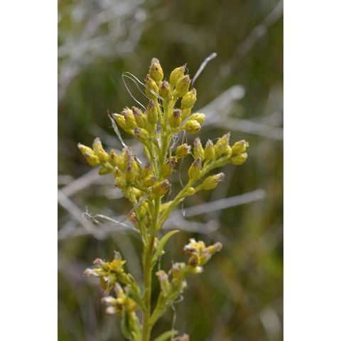 Solidago missouriensis