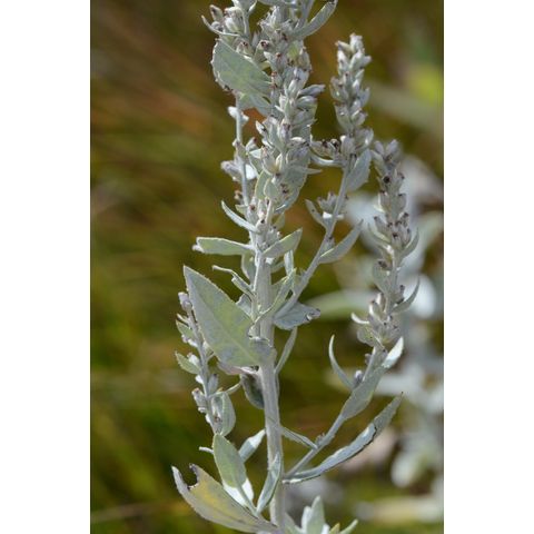 Artemisia ludoviciana