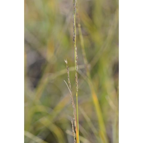 Muhlenbergia cuspidata