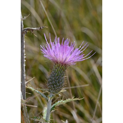 Cirsium flodmanii