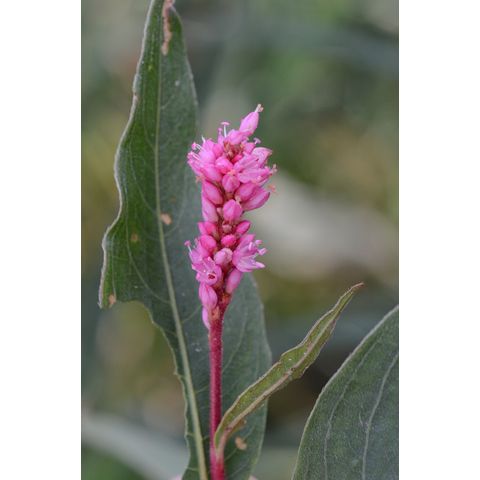 Polygonum amphibium