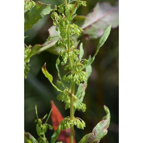 Rumex stenophyllus