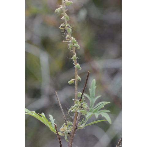 Ambrosia artemisiifolia