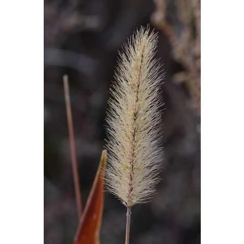 Setaria pumila