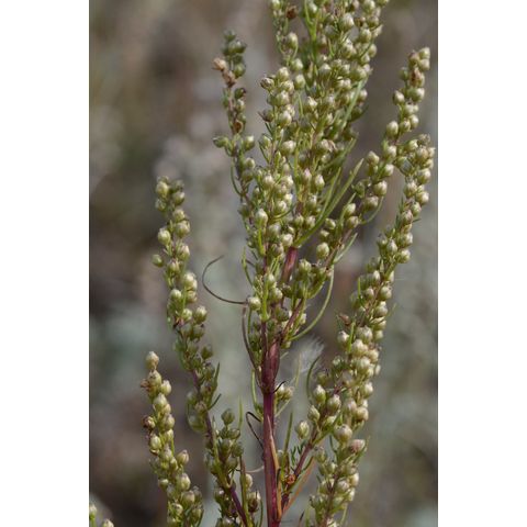 Artemisia campestris