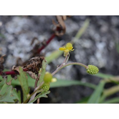 Ranunculus sceleratus