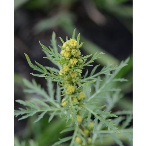 Artemisia biennis