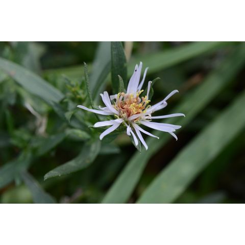 Symphyotrichum lanceolatum