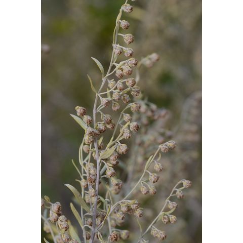 Artemisia absinthium
